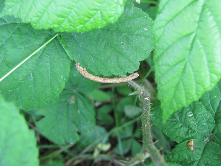 Bruco da ID - Cfr. Peribatodes rhomboidaria